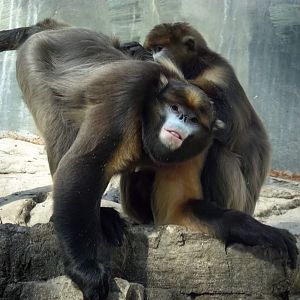 Guizhou snub-nosed monkey allogrooming