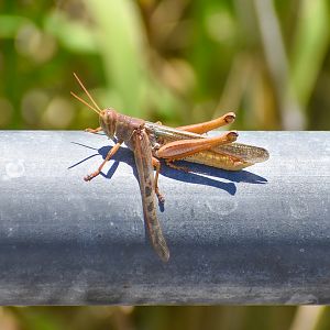 Spur-throated Locust (Austracris proxima)
