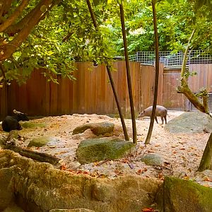 Anoa/Babirusa Co-habitation