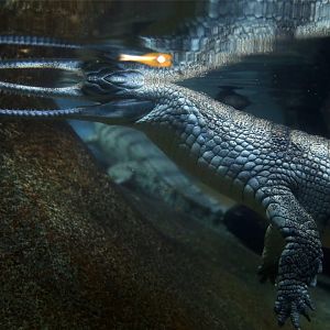 Gharial