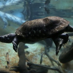Black Pond Turtle