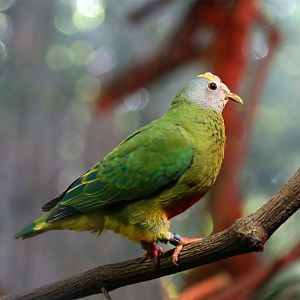 Coroneted Fruit Dove (Ptilinopus coronulatus)
