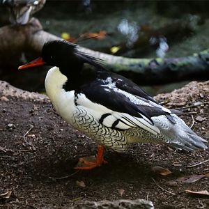 Scaly-sided Merganser (Mergus squamatus)