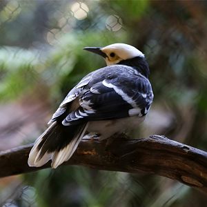 Black-collared Starling (Sturnus nigricollis)