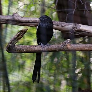 Magpie Shrike (Urolestes melanoleucus)