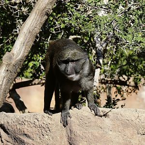 Allen's Swamp Monkey (Allenopithecus nigroviridis)