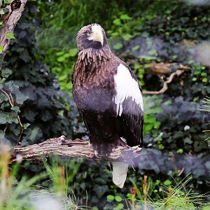 Steller's Sea Eagle