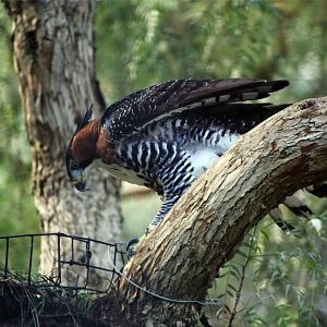 Ornate Hawk-eagle (Spizaetus ornatus)