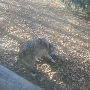 Mexican Wolf at Beardsley Zoo 12/5/21