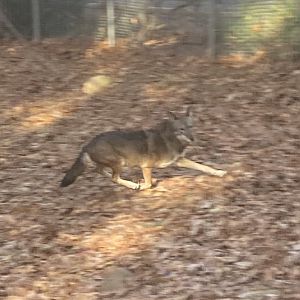 Red Wolf at Beardsley Zoo 12/5/21