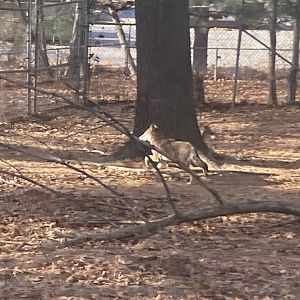 Red Wolf at Beardsley Zoo 12/5/21