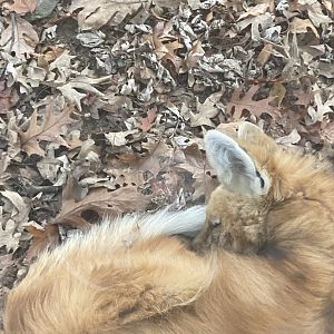 Maned Wolf at Beardsley Zoo 12/5/21