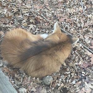 Maned Wolf at Beardsley Zoo 12/5/21