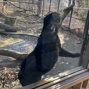 Melanistic Amur Leopard at Beardsley Zoo 12/5/21