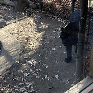 Melanistic Amur Leopard at Beardsley Zoo 12/5/21