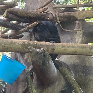 Howler Monkey at Beardsley Zoo 12/5/21