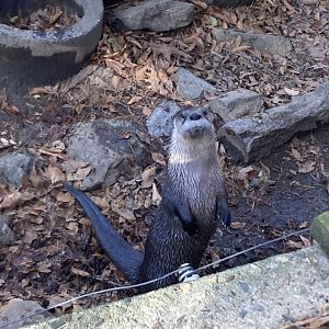 Otter at Beardsley Zoo 12/5/21
