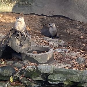 Otters at Beardsley Zoo 12/5/21