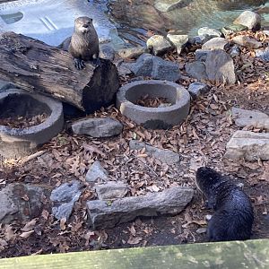 Otters at Beardsley Zoo 12/5/21