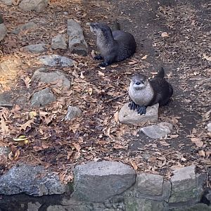 Otters at Beardsley Zoo 12/5/21
