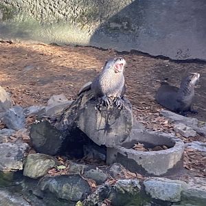 Otters at Beardsley Zoo 12/5/21