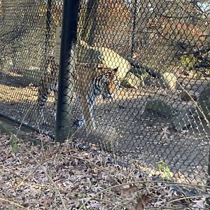 Amur Tiger at Beardsley Zoo 12/5/21