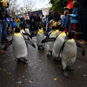 King penguin (Aptenodytes patagonicus)