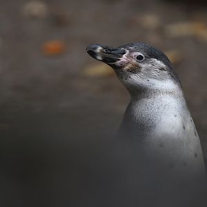 Humboldt penguin (Spheniscus humboldti)