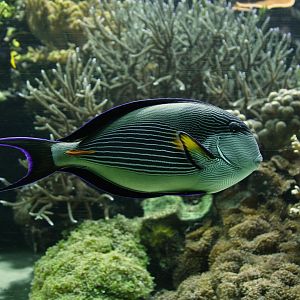 Sohal surgeonfish (Acanthurus sohal)