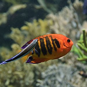 Flame angelfish (Centropyge loricula)