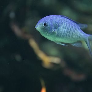 Green chromis (Chromis viridis)