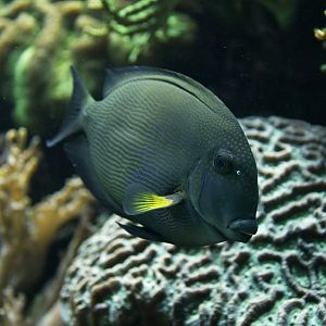 Yellow-eyed tang (Ctenochaetus strigosus)