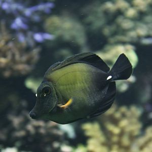 Brush-tail tang (Zebrasoma scopas)