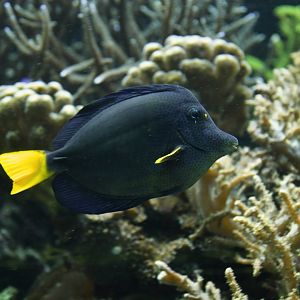 Yellowtail tang (Zebrasoma xanthurum)