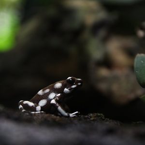 Marañón poison frog (Excidobates mysteriosus)