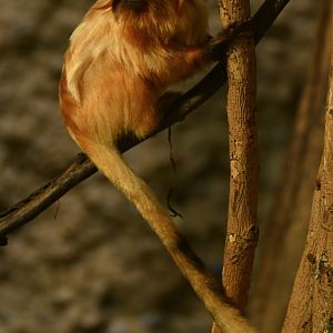 golden lion tamarin (Leontopithecus rosalia)