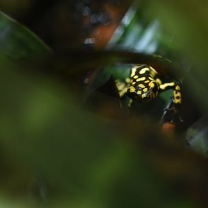Oophaga anchicayensis