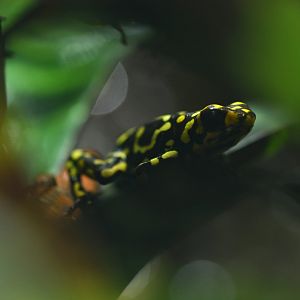 Oophaga anchicayensis