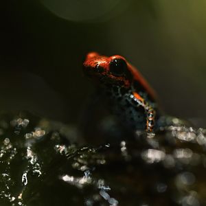 Ranitomeya reticulata