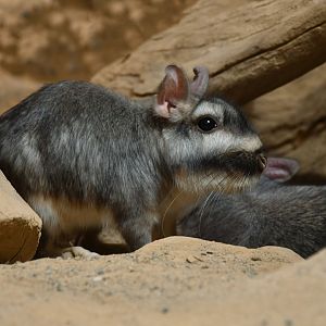Plains vizcacha (Lagostomus maximus)