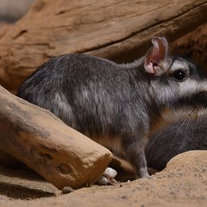 Plains vizcacha (Lagostomus maximus)