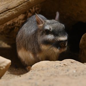 Plains vizcacha (Lagostomus maximus)