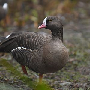 Lesser White-fronted Goose (Anser erythropus)
