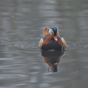 Mandarin duck (Aix galericulata)