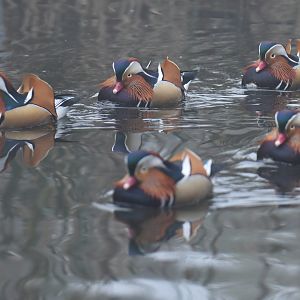 Mandarin duck (Aix galericulata)