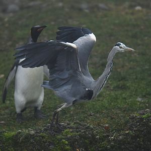 Grey heron (Ardea cinerea) attacked by king penguin