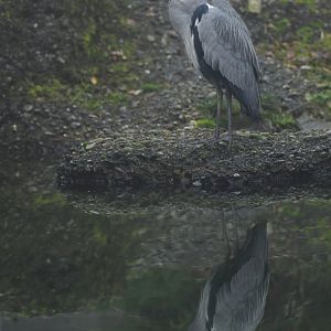 Grey heron (Ardea cinerea)