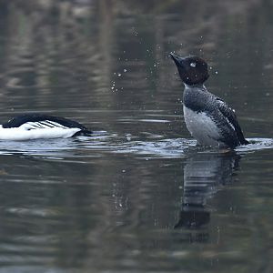 Common Goldeneye (Bucephala clangula)