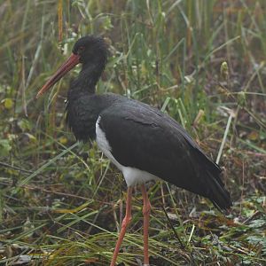 Black stork (Ciconia nigra)