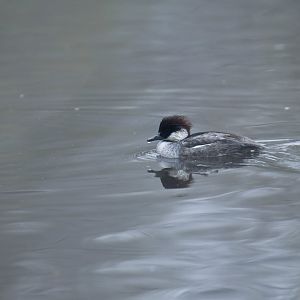 Smew (Mergellus albellus)